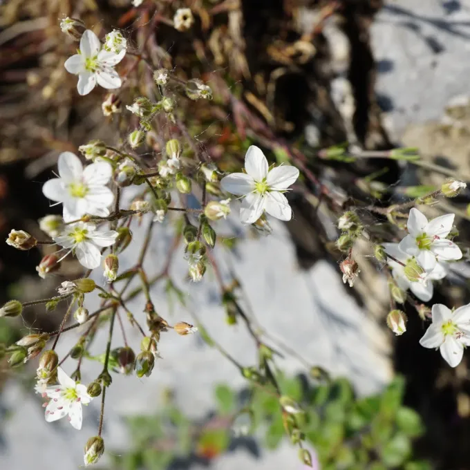 Minuartia glaucina
