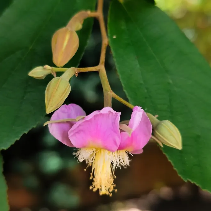 Luehea divaricata
