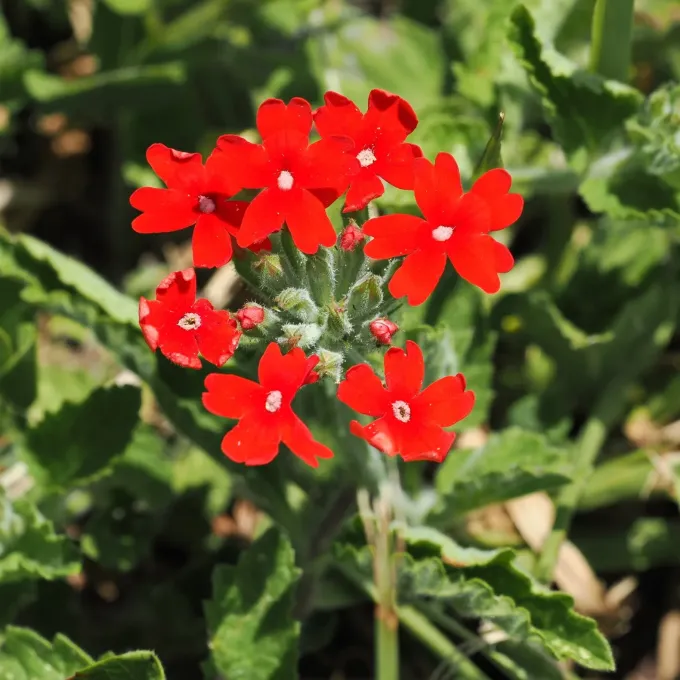 Glandularia peruviana