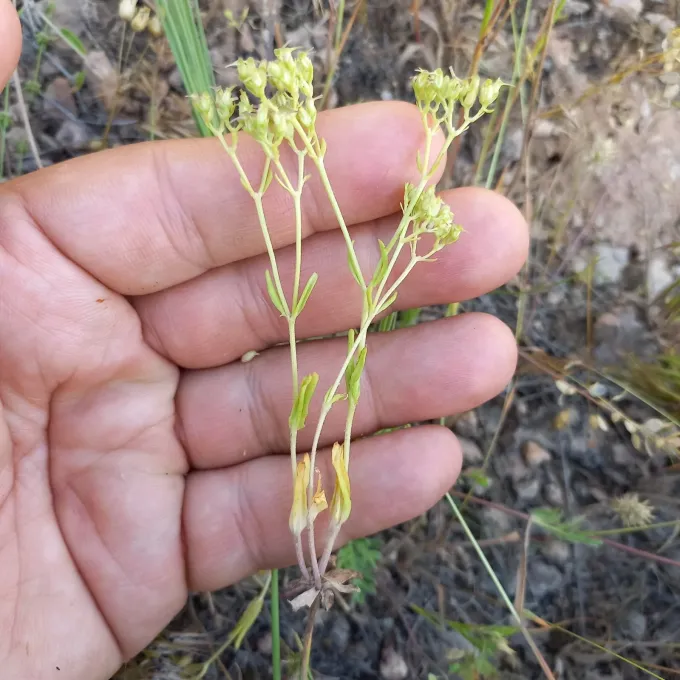 Valerianella szovitsiana