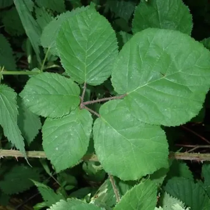 Bregutiensis Blackberry