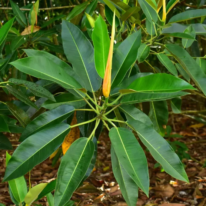 Ficus pleurocarpa