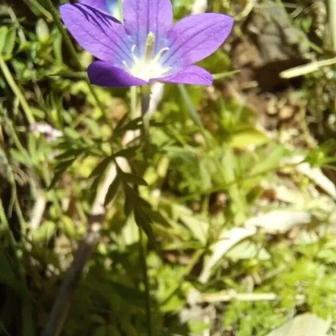 Campanula retrorsa