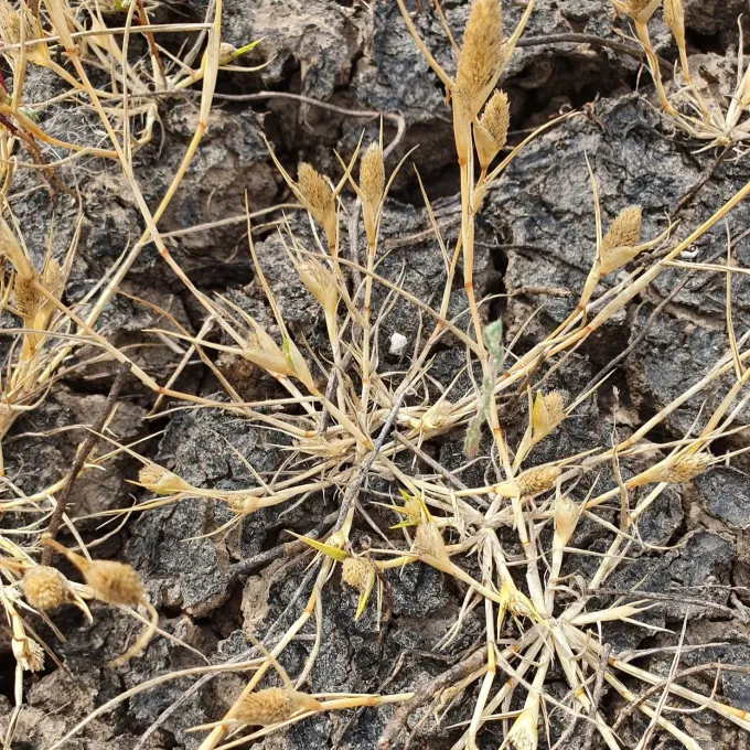 Crypsis acuminata