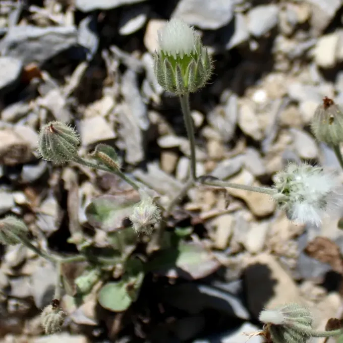 Crepis kotschyana