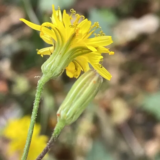 Crepis reuteriana