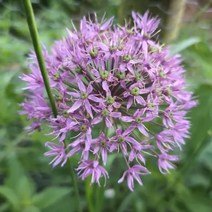 Dutch garlic