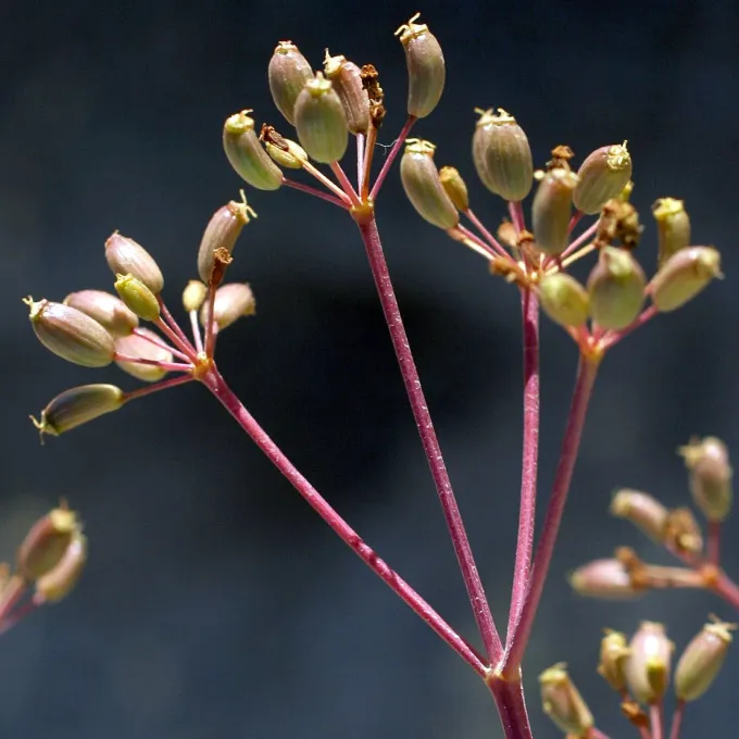 Ferula biverticillata