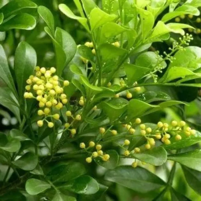 Aglaia odoratissima