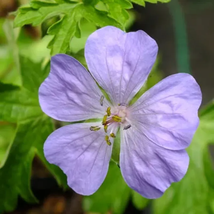 Lebanon geranium