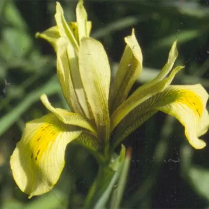 Grant-Duff's iris