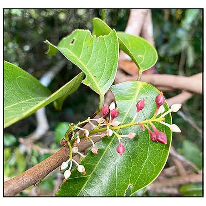 Blumeodendron tokbrai