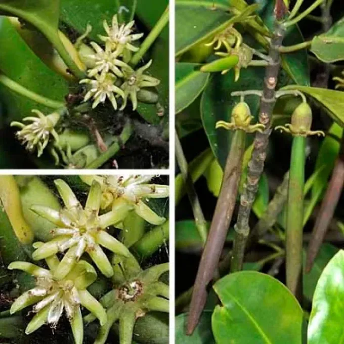 Bruguiera cylindrica