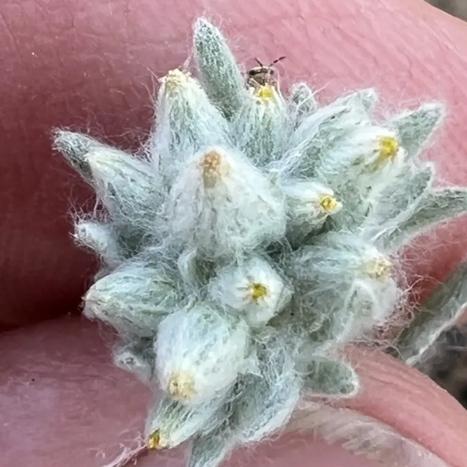 Field cudweed