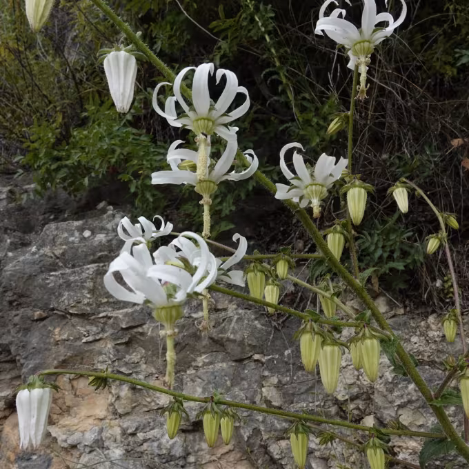 Michauxia campanuloides