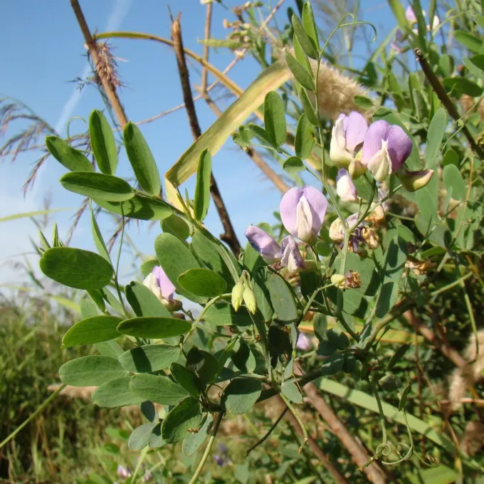 Lathyrus incurvus