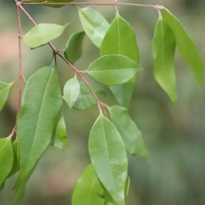 Decaspermum humile