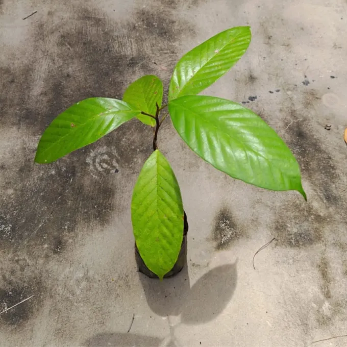 Dipterocarpus borneensis