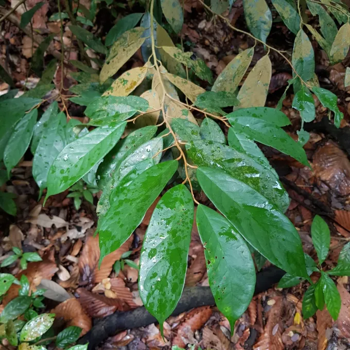 Durio griffithii