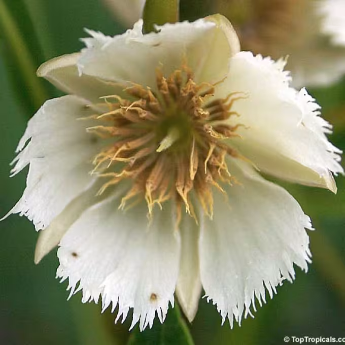 Elaeocarpus sphaericus