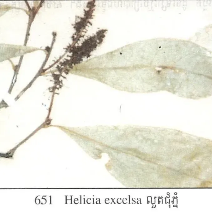 Helicia excelsa