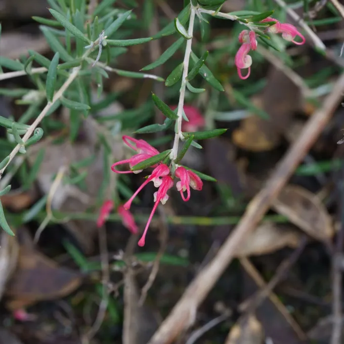 Lavender grevillea