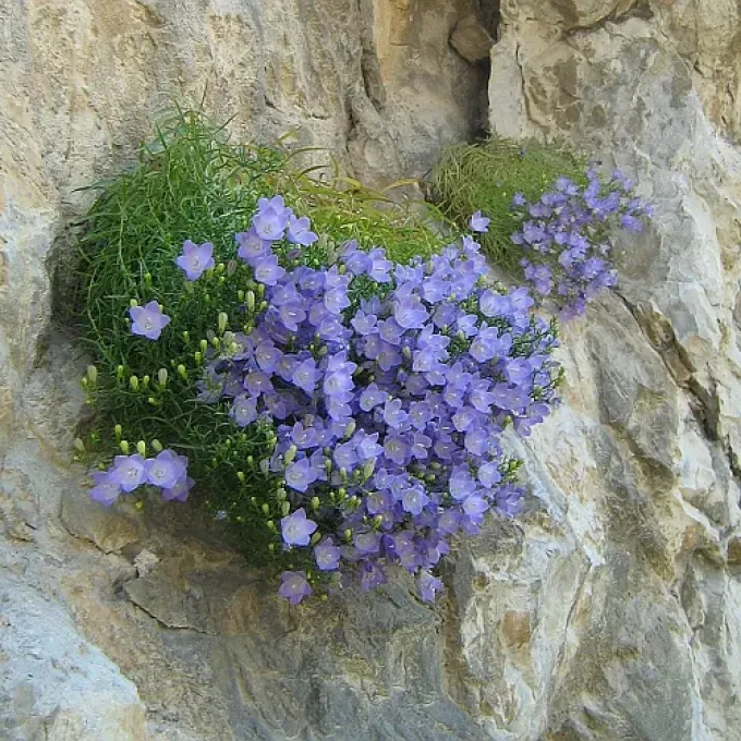 Campanula crassipes