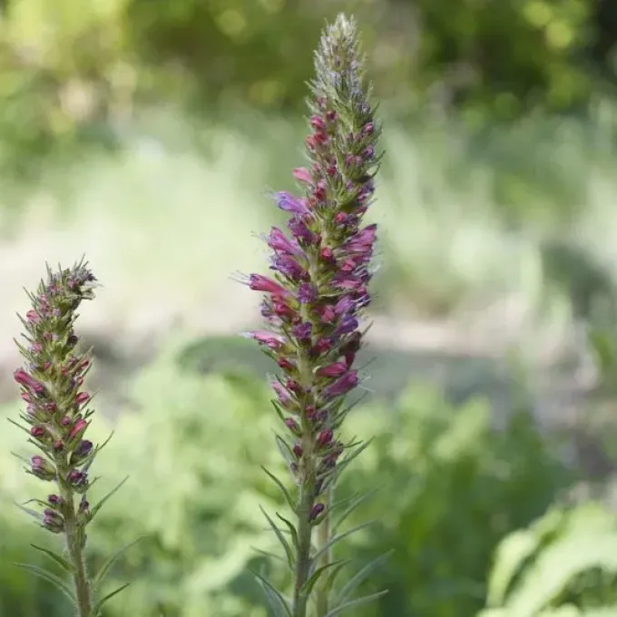 Red viper's bugloss