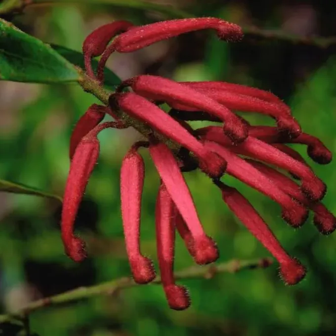 Grevillea rhyolitica