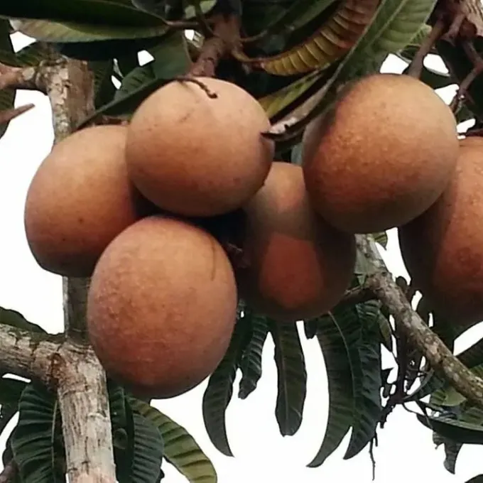 Mangifera pajang