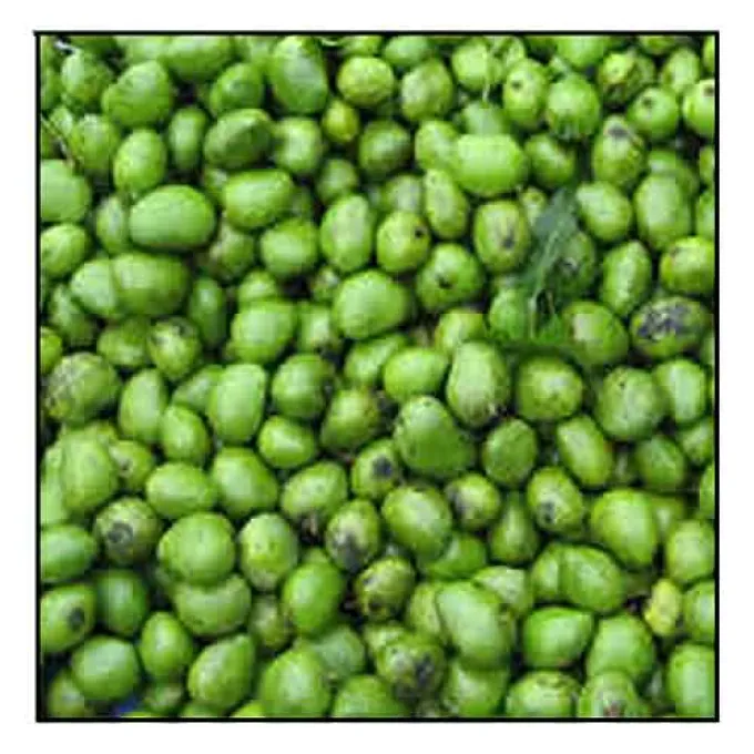 Mangifera mucronulata