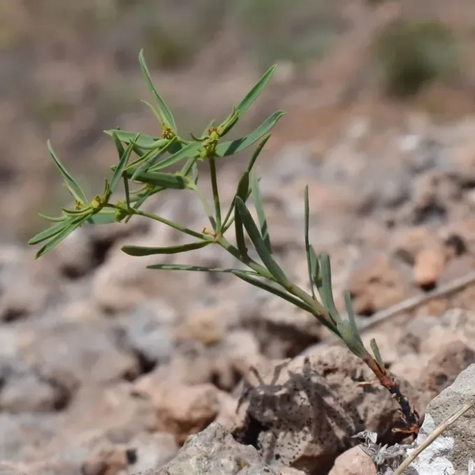 Ledebour spurge