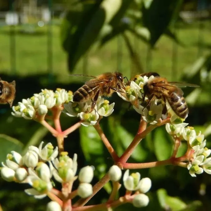 Euodia robusta