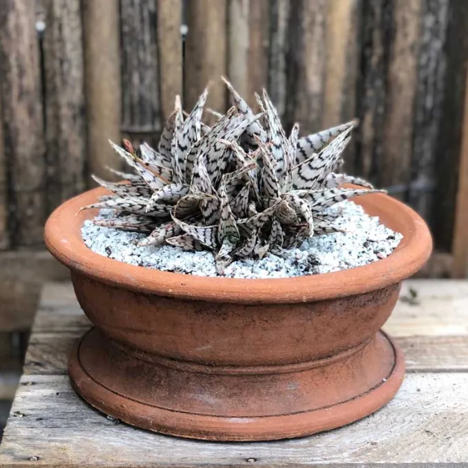 Gasteria and Haworthiopsis hybrids