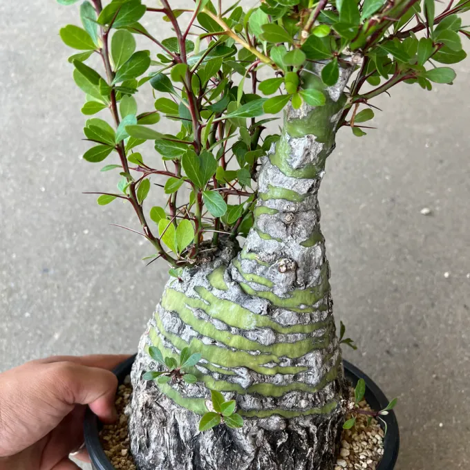 Fouquieria fasciculata