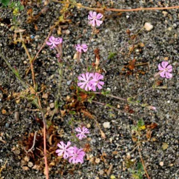 Silene gallinyi