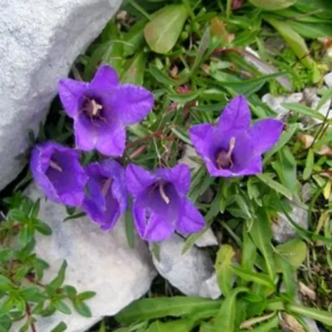 Edraianthus montenegrinus