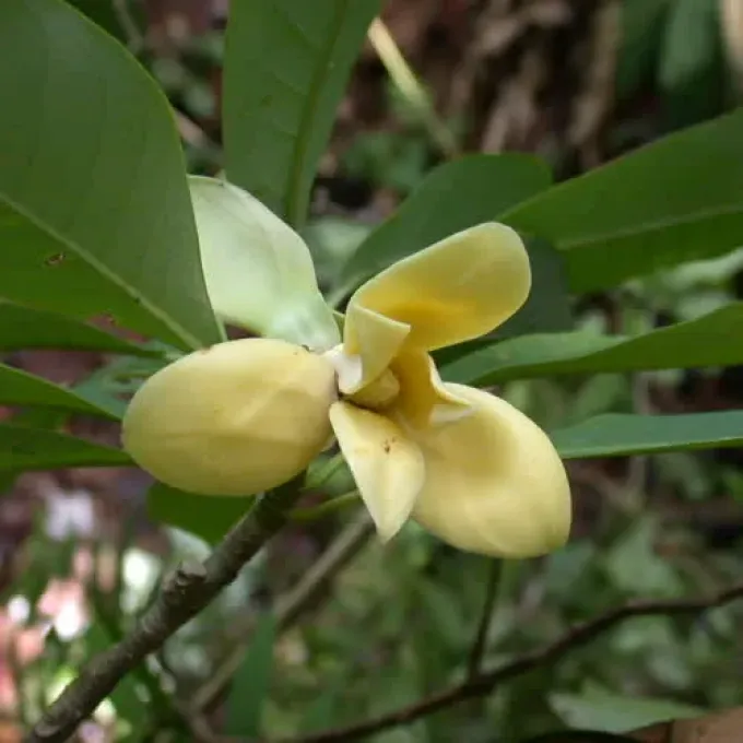 Betong magnolia