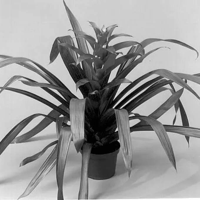 Guzmania wittmackii and Guzmania lingulata hybrids