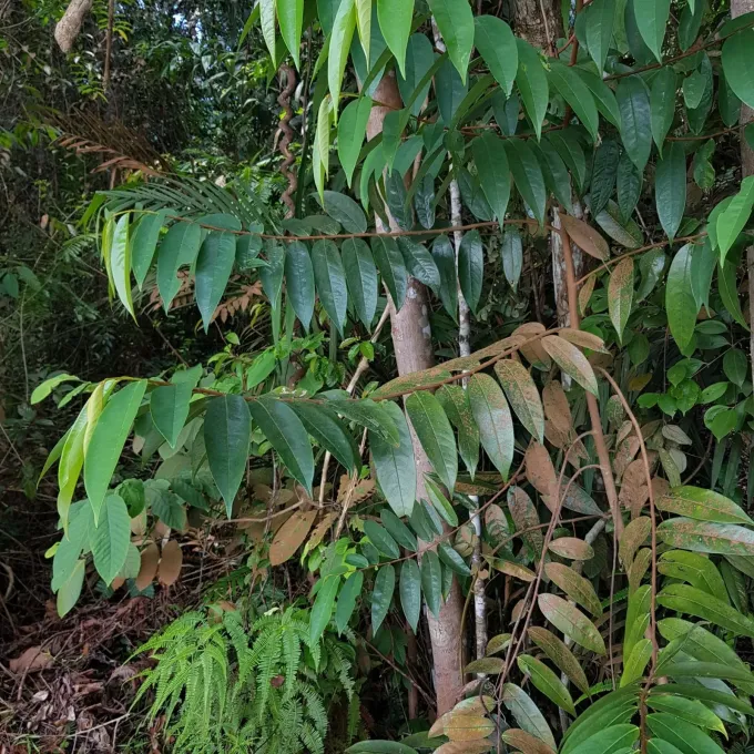 Rusty xylopia