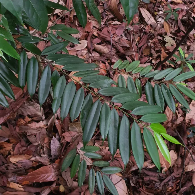 Maasia hypoleuca