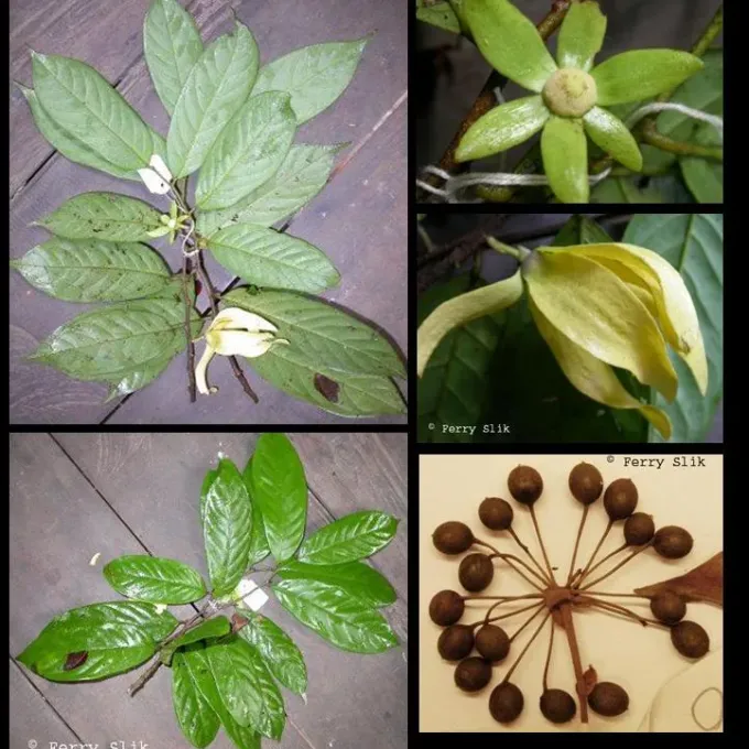 Huberantha rumphii