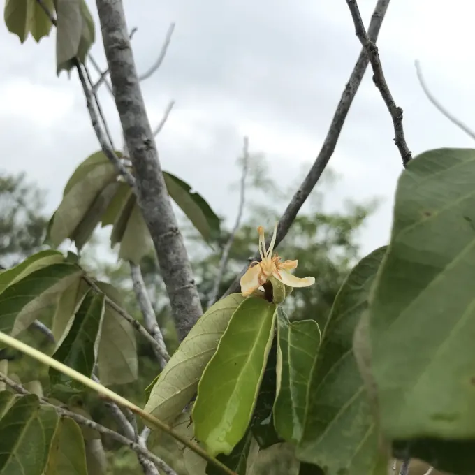 Pterospermum suberifolium