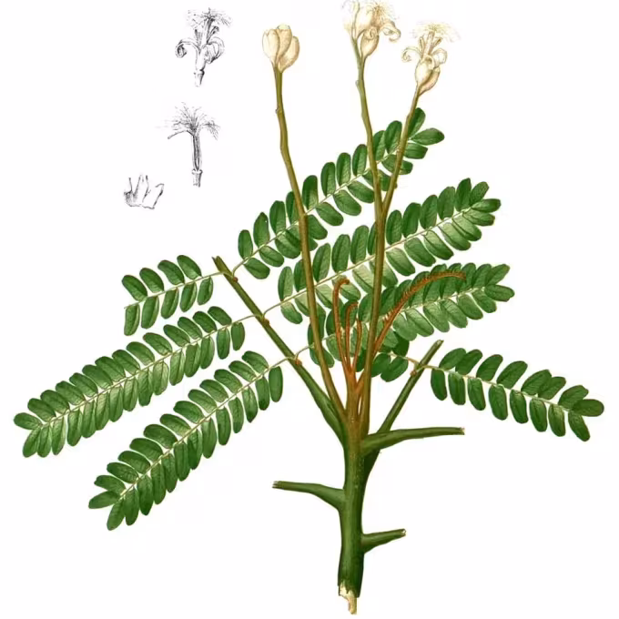 Serianthes grandiflora