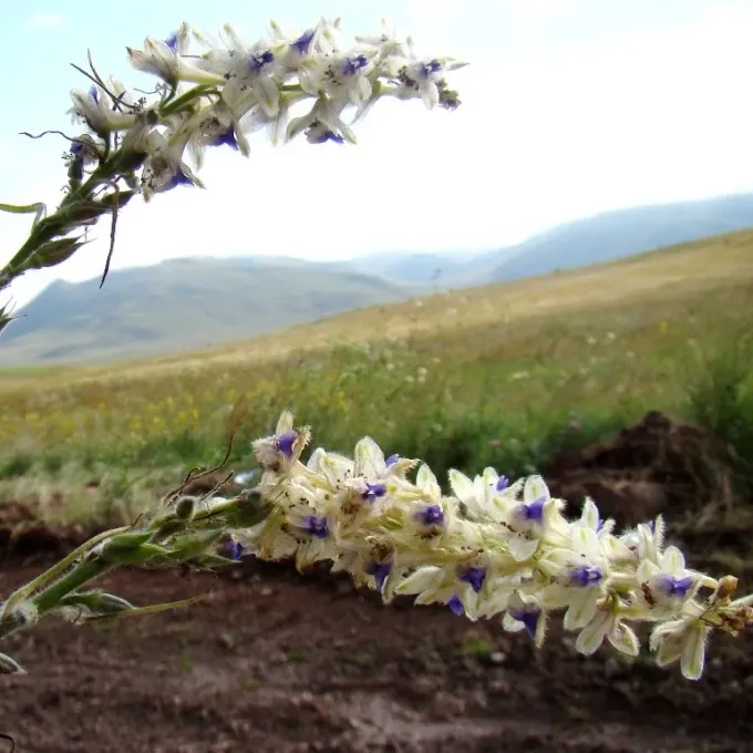 Delphinium szovitsianum