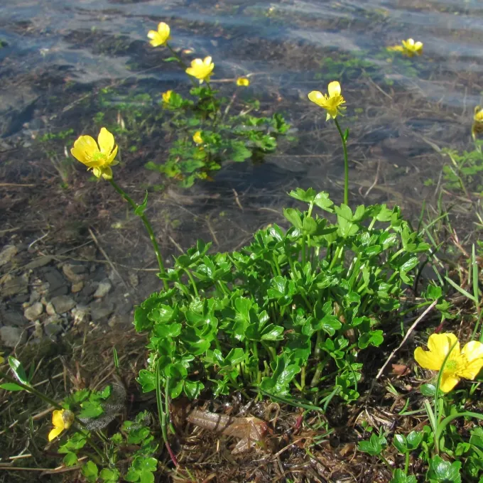 Ranunculus crassifolius