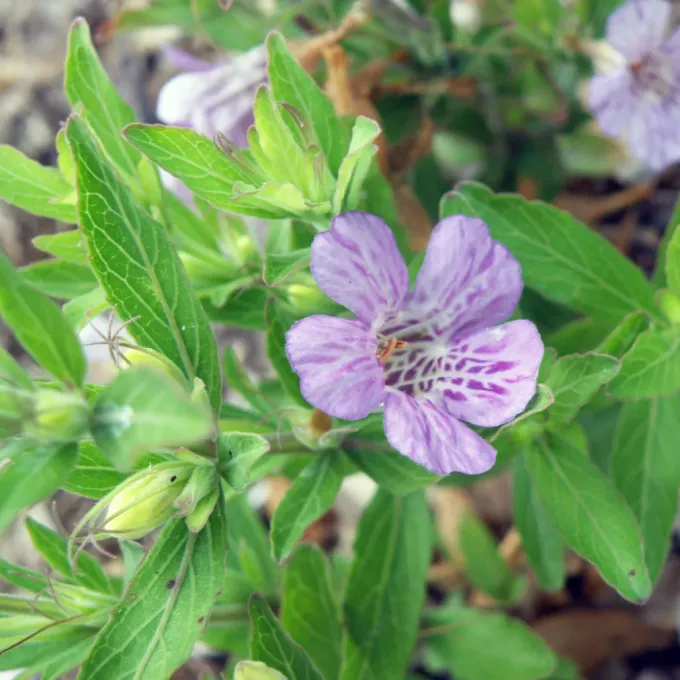 Dyschoriste humistrata