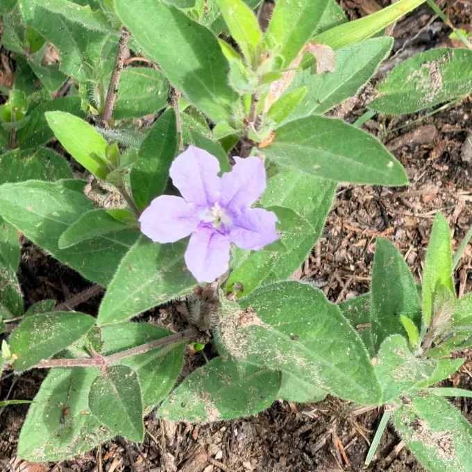 Fringeleaf wild petunia