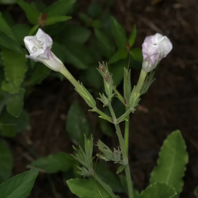 Ruellia metziae