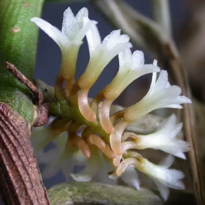 Campylocentrum micranthum